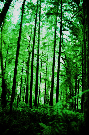 050509_treesscary.jpg